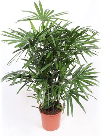 Steckenpalme - Rutenpalme - Rhapis excelsa – schöne Palme für dein Nordfenster