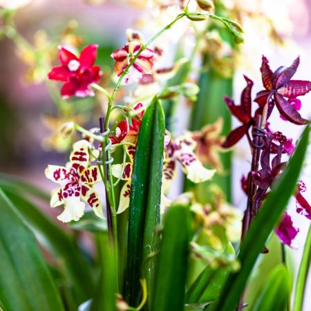 Orchideen, die perfekten Pflanzen für ein Nordfenster