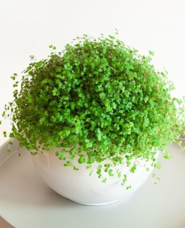 Bubikopf - Soleirolia soleirolii