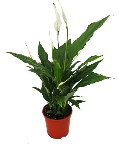 Einblatt - Spathiphyllum – Zimmerpflanze für schattige und halbschattige Standorte