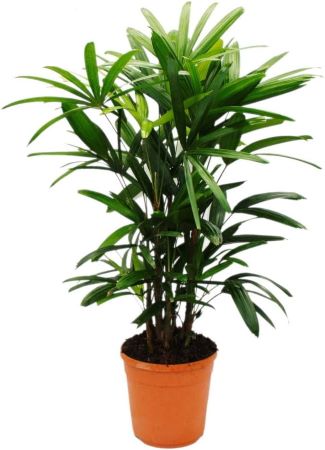 Steckenpalme - Rutenpalme - Rhapis excelsa – Zimmerpflanze für dunkle Räume