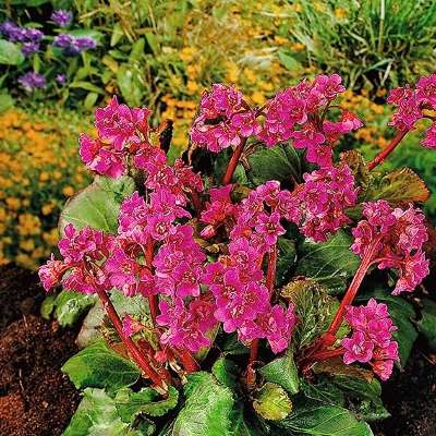 Bergenie 'Purpurea' Wickelwurz (Bergenia cordifolia) 