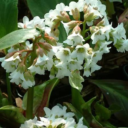 weiße Bergenie - Bergenia