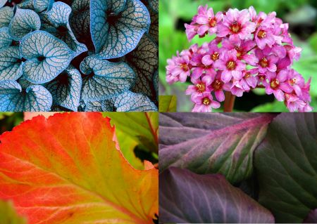 Bergenie – Bergenia