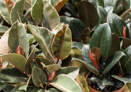 Gummibaum – Ficus elastica