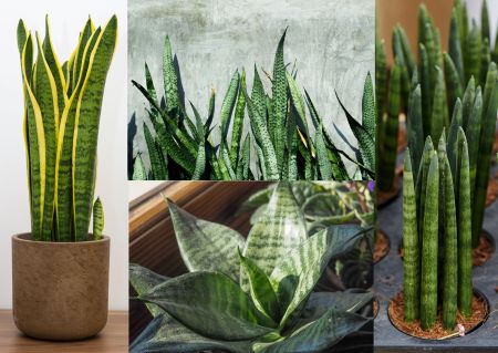 Bogenhanf – Sansevieria