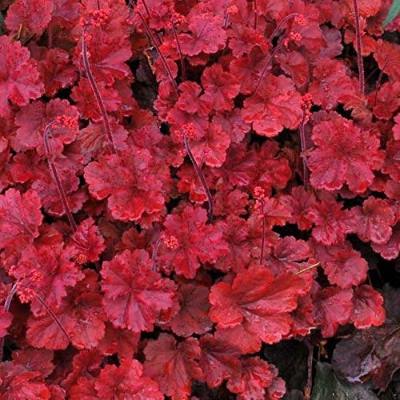 Heuchera Hybride ‚Cherry Cola' 