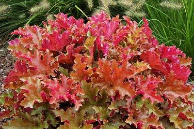 Purpurglöckchen Heuchera Hybride 'Marmalade' 