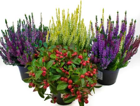 Herbstpflanzen Mix: Calluna vulgaris Trios Milka & Wildbeery, Scheinbeere und Besenheide gelb