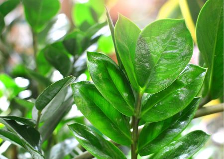 Glücksfeder – Zamioculcas zamiifolia