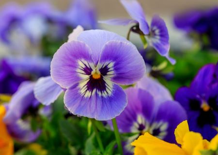Hornveilchen - Viola cornuta Standort und Pflegetipps