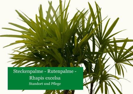Steckenpalme – Rhapsis excelsa