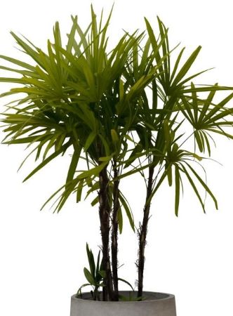 Steckenpalme - Rutenpalme - Rhapis excelsa