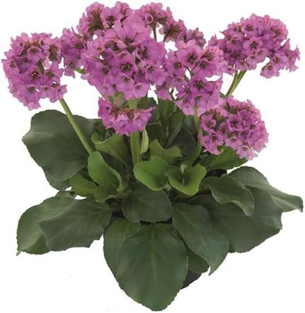 Bergenie - Bergenia cordifolia 'Abendkristall' – wunderschöne rosafarbene Bergenie für den Herbst-Balkon