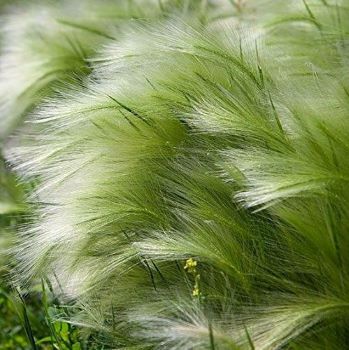 Federgras - Stipa tenuissima "Pony Tails" – Balkon und Terrassenbepflanzung im Herbst