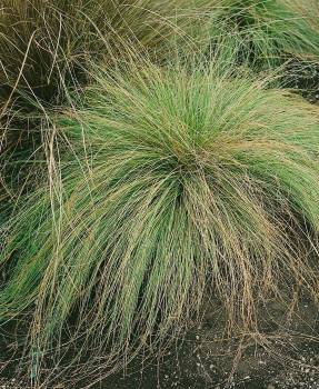 Carex comans "Mint Curls" - neuseeländisches Segge mit grünlich-silbernen Blättern