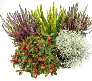 Herbstpflanzen Mix: Calluna vulgaris Trios Milka & Wildbeery, Besenheide gelb, Scheinbeere und Stacheldraht-Pflanze