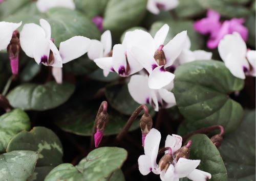 Vorfrühlings-Alpenveilchen - Cyclamen coum