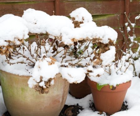Winterbalkon mit schneebedeckten Topfpflanzen