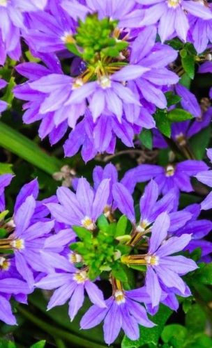 Fächerblume - Scaevola aemula – Pflanze für den halbschattigen Sommerbalkon 