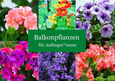 Balkonpflanzen für Anfänger – 7 pflegeleichte Pflanzen