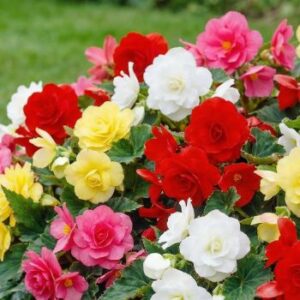 Begonien in weiß, gelb, rosa und rot – bunte Blütenpracht für Einsteiger-Balkone