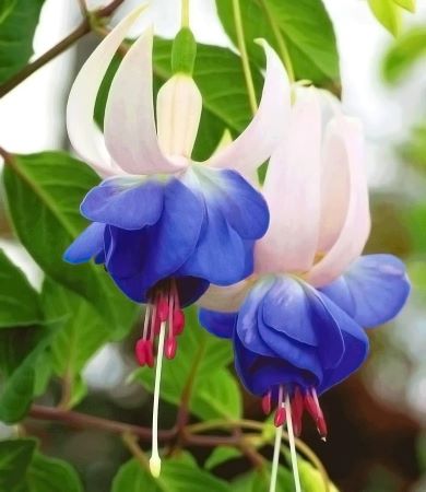 Winterharte Fuchsien 'Blue Sarah' mit blau-lila Blüten – Balkonpflanze für schattige und halbschattige Balkone