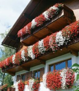 Hausansicht mit Balkonpflanzen, rote und weiße Hänge-Geranien – DIE Balkonpflanze für Anfänger*innen