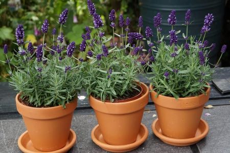 3 Töpfe mit Lavendel - Lavandula Angustifolia – sonnenhungrige Balkonpflanze für Anfänger*innen
