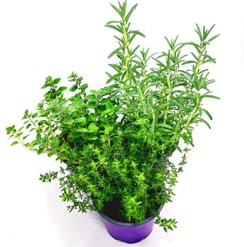 drei Kräuterpflanzen in einem Topf: Rosmarin-Thymian-Oregano – sonnenhungrige Kräuter für Balkon-Einsteiger