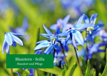 Blaustern – Scilla
