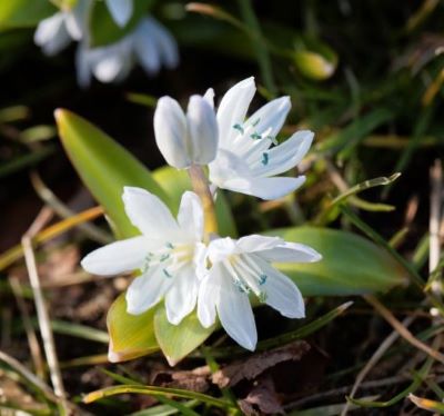 Kaukasische Blaustern - Scilla mischtschenkoana: Frühblüher mit weißen, sternförmigen Blüten