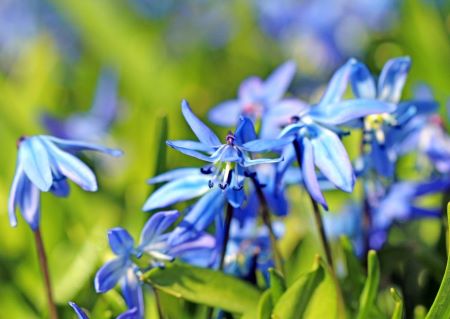 Blaustern - Scilla siberica: Frühblüher mit blauen sternförmigen Blüten 