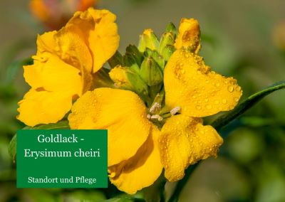 Goldlack – Erysimum cheiri