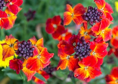 Goldlack - Erysimum cheiri, Pflanze mit orange/roten Blüten