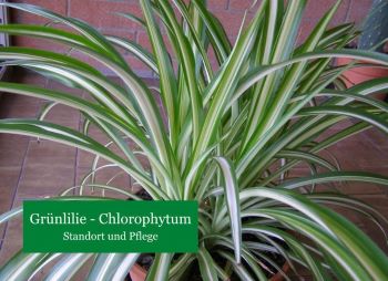 Grünlilie – Chlorophytum