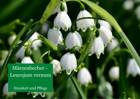 Märzenbecher – Leucojum vernum