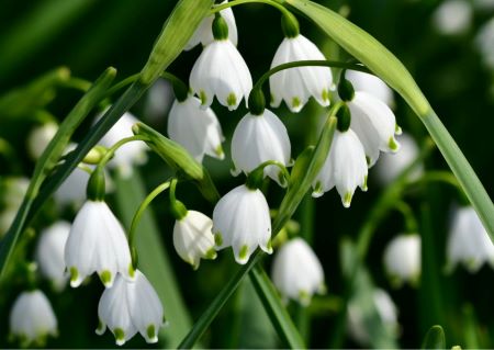 Märzenbecher - Leucojum vernum: Frühblüher mit weißen Blütenglöckchen mit grünem Fleck an der Blütenblattspitze