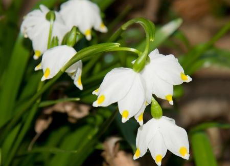 Märzenbecher - Leucojum vernum: Frühblüher mit weißen Blütenglöckchen mit gelbgrünen Flecken an den Blütenblattspitzen
