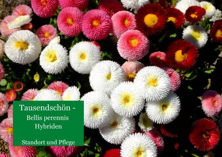 Tausendschön – Bellis perennis Hybriden