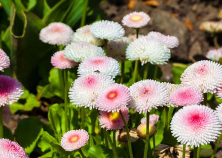 Tausendschön - Bellis perennis Hybriden
