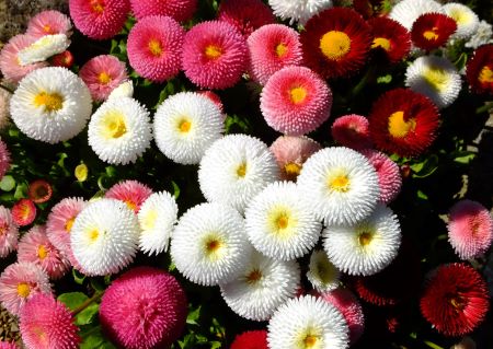 Tausendschön - Bellis perennis Hybriden in rosa, pink, dunkelrot und weiß
